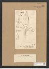 Schizonema myxacanthum Menegh. (de-Toni-Nr.: Genus 20, Species 1180) Zeichnungen Sammlung Grunow Nr. 2281 (NHMW-BOT-W0369401)